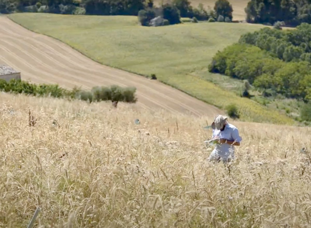 GoAgroecology's tweet photo. #intercropping of wheat and lentil can be a valuable agroecological practice to stabilise crop yields and improve #weedcontrol. Thanks to project #H2020IWMPRAISE we explored this cropping system with participation of farmers.
Read more 👉 https://t.co/Eoito5GQ6K https://t.co/1ZPrQFjpz3