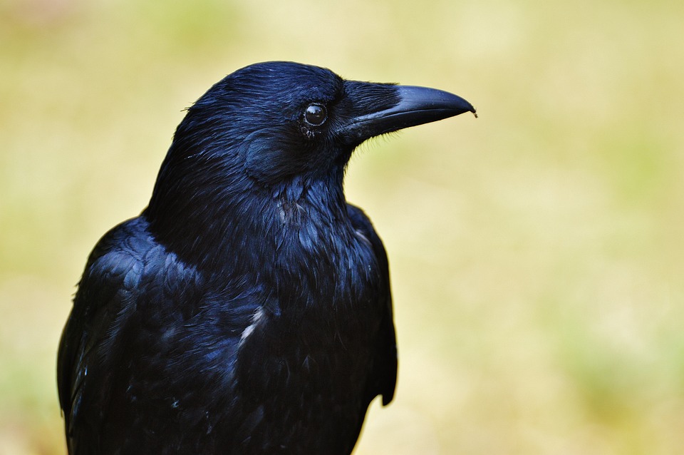 Crows have been known to hold grudges for 17 years and may repeatedly seek revenge.