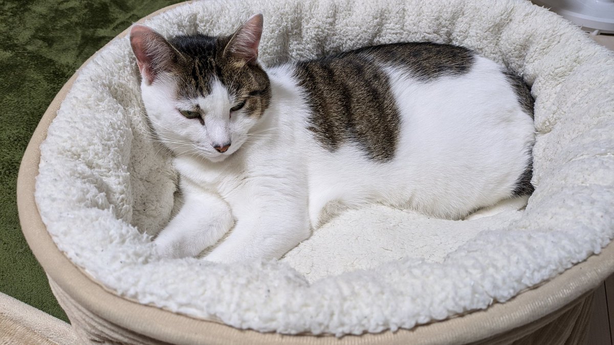 Neko_Ron's tweet photo. 猫の寝る場所で季節を感じる
#ねこ https://t.co/LZ71ibdRWM
