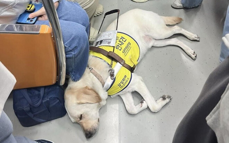 Seekor anjing pemandu difabel netra kecapean dan tidur di depan pemiliknya yang naik kereta bawah tanah Line 3.

Meskipun sedang jam sibuk, para pengguna kereta bawah tanah lain memberi ruang untuk anjing pemandu untuk tidur nyenyak sebelum pemiliknya turun dari kereta.