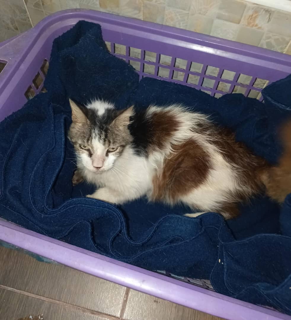 Hace 5 años que no veo a Navi, está en Venezuela y estoy en el extranjero. Está viejito pero para mis ojos es el gato más precioso del mundo y vale cada dólar que me piden para traerlo. El gran detalle: tener los 1500 dolaritos que me piden  Conclusión: toy triste y deprimida.😭