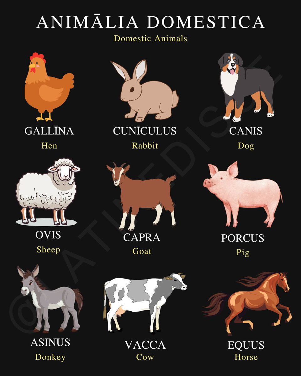 Learn Latin tweet media