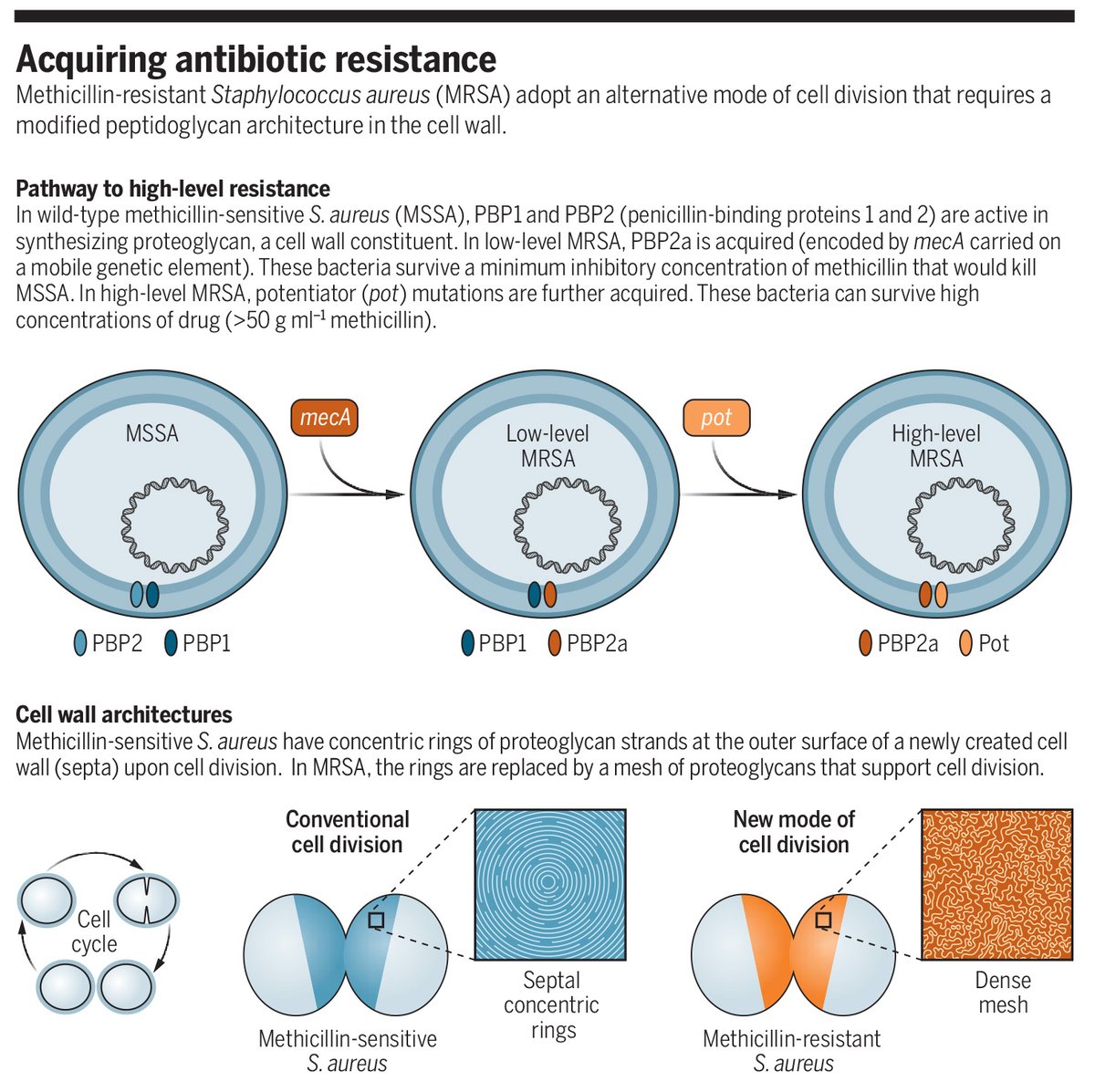 A previously unknown mechanism enables high-level antibiotic resistance in #MRSA through an alternative cell division pathway, researchers report in Science. The findings pave the way for more effective antibiotic interventions.

📄: bit.ly/3NVF7ED
#SciencePerspective: