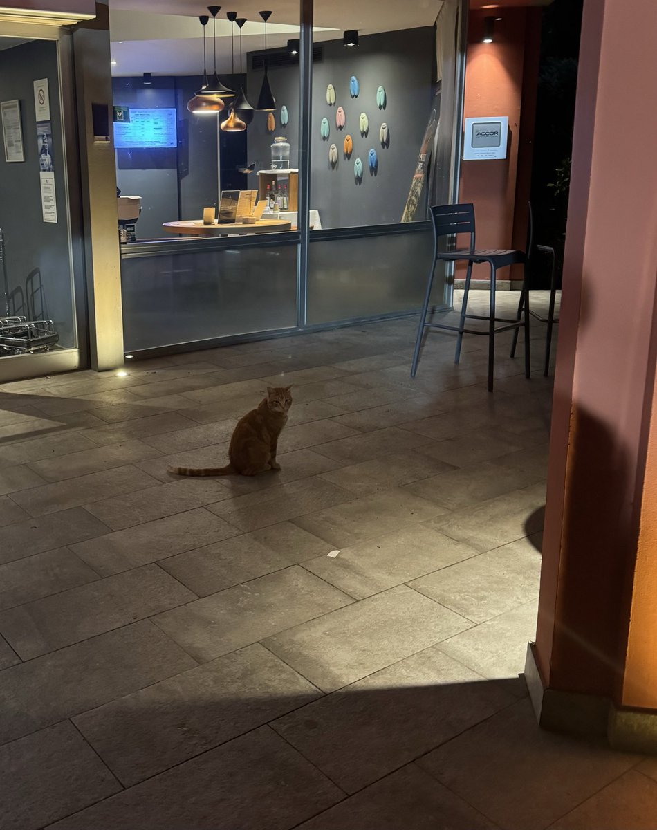 やっぱりおれを待ってると思う🐈笑

#癒し系
#自意識過剰