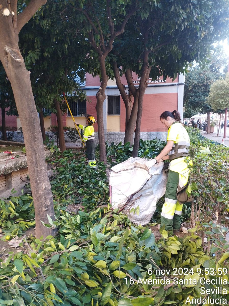 DtoTriana's tweet photo. ✅️ Los operarios de parques y jardines continúan trabajando en una de las arterias principales de nuestro barrio a demanda de los vecinos 👌
📍C/ Santa Cecilia
#DistritoTriana
#SevillaHoy https://t.co/zUvgqzwvDG