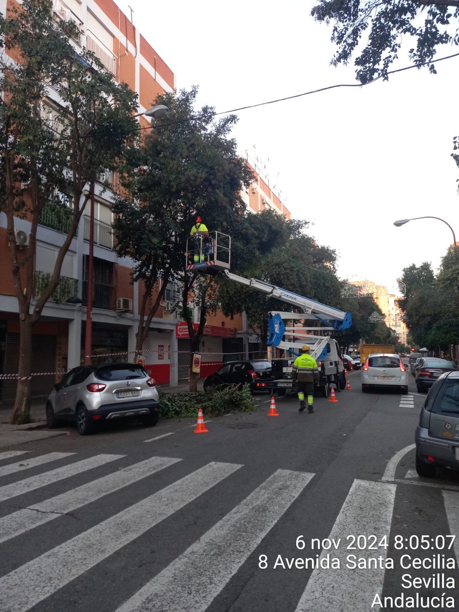 DtoTriana's tweet photo. ✅️ Los operarios de parques y jardines continúan trabajando en una de las arterias principales de nuestro barrio a demanda de los vecinos 👌
📍C/ Santa Cecilia
#DistritoTriana
#SevillaHoy https://t.co/zUvgqzwvDG