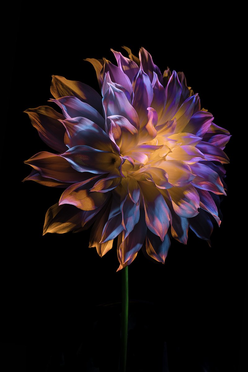 Today shines brighter
darkness fades as truth seekers
banish ignorance.