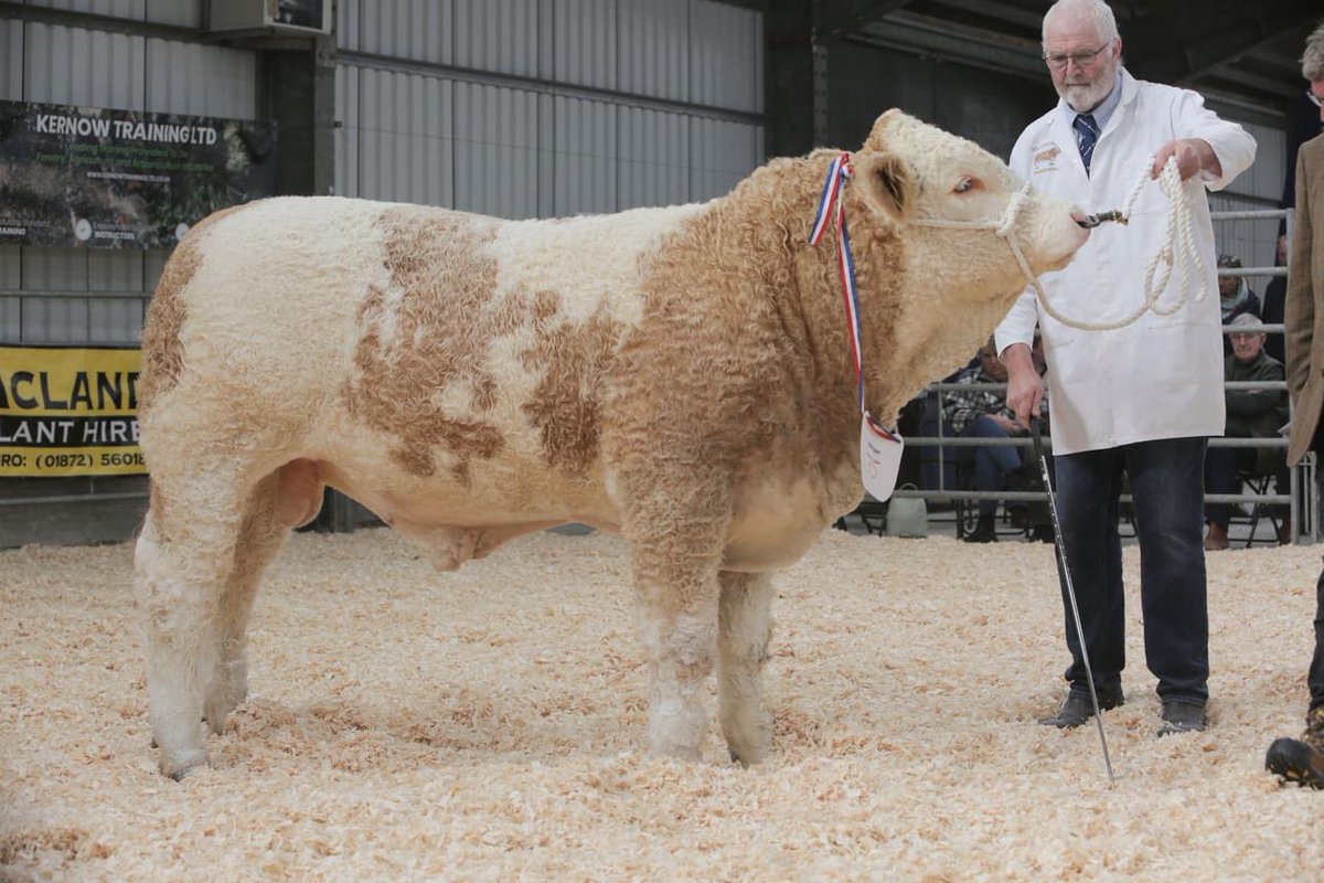 _DebbiesDesigns's tweet image. 🔥🏆 BOSAHAN ROSELLA INGRID VENUS ‘ON A DIFFERENT PLANET’ AS SIMMENTALS DOMINATE CORNWALL PEDIGREE BEEF CALF SHOW! 🔥🏆

👉 Bosahan win Overall Supreme Champion, and Continental Champion
👉 Killiworgie Playboy wins Senior Overall Champion, and Senior Continental Champion