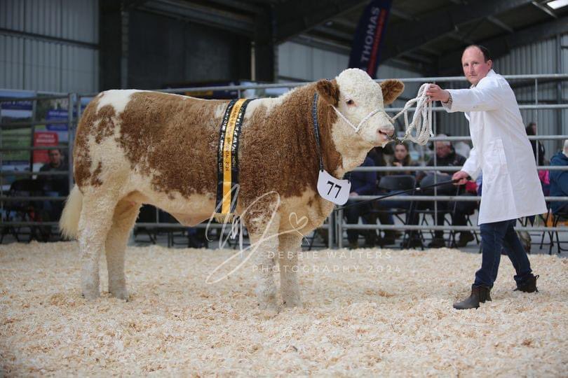 _DebbiesDesigns's tweet image. 🔥🏆 BOSAHAN ROSELLA INGRID VENUS ‘ON A DIFFERENT PLANET’ AS SIMMENTALS DOMINATE CORNWALL PEDIGREE BEEF CALF SHOW! 🔥🏆

👉 Bosahan win Overall Supreme Champion, and Continental Champion
👉 Killiworgie Playboy wins Senior Overall Champion, and Senior Continental Champion