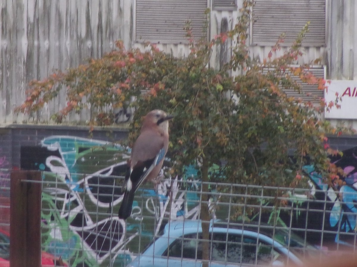 folkestoneshed's tweet image. Anew project member came to site today.