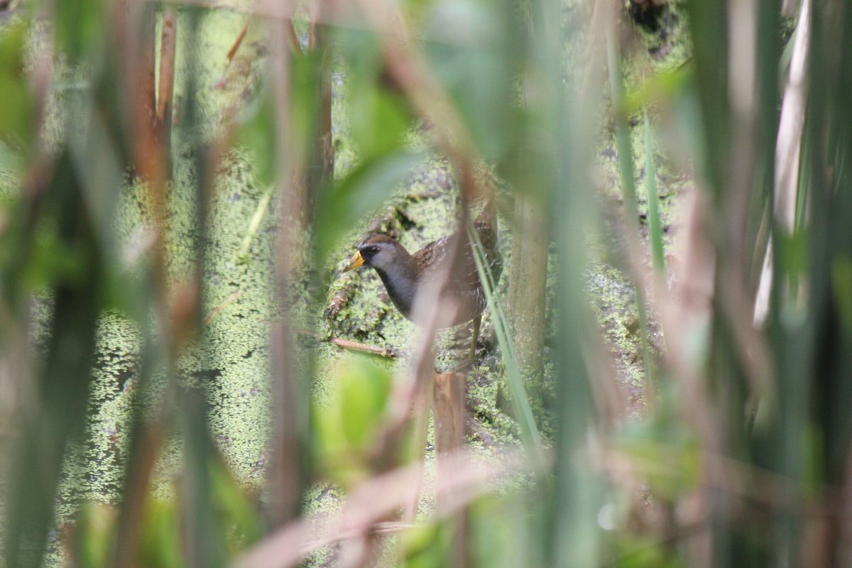 ducanada's tweet photo. For our final #DUCMigrationTracker featured observation this season, we're sharing a sora, observed by @inaturalist user: caterpillar511 in Grimsby, #Ontario. 🔍 (1/2) https://t.co/SEpIHNM2VP