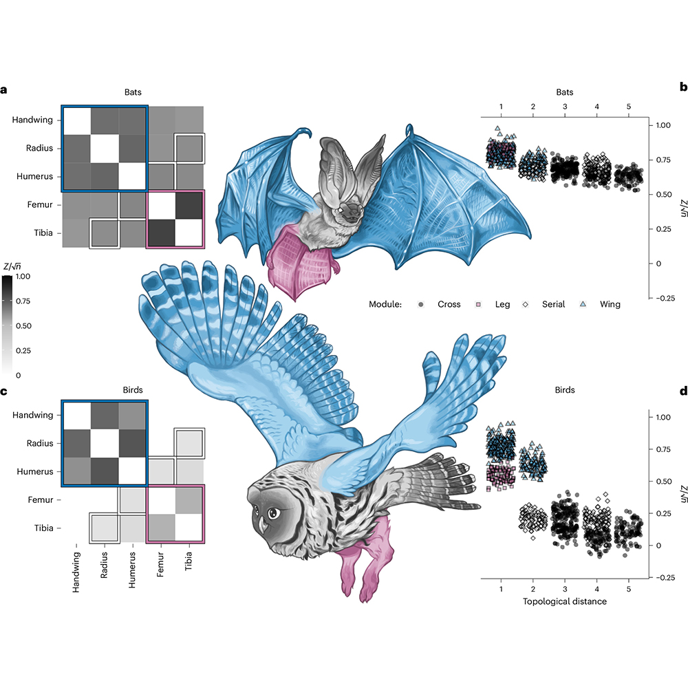 Nature Portfolio (@natureportfolio) on Twitter photo A study in <a href="/NatureEcoEvo/">NatureEcoEvo</a> reports that birds and bats appear to have evolved powered flight and subsequently diversified under different sets of intrinsic anatomical rules. 🔒 go.nature.com/3YU0eNO A study in <a href="/NatureEcoEvo/">NatureEcoEvo</a> reports that birds and bats appear to have evolved powered flight and subsequently diversified under different sets of intrinsic anatomical rules. 🔒 go.nature.com/3YU0eNO