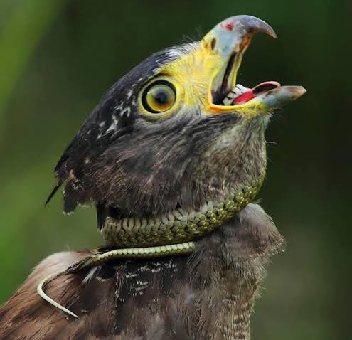 MapacheRex's tweet photo. El nuevo escudo nacional será una serpiente devorando un águila sobre un palacio. #RIPMexico https://t.co/QlFv0fLNMO
