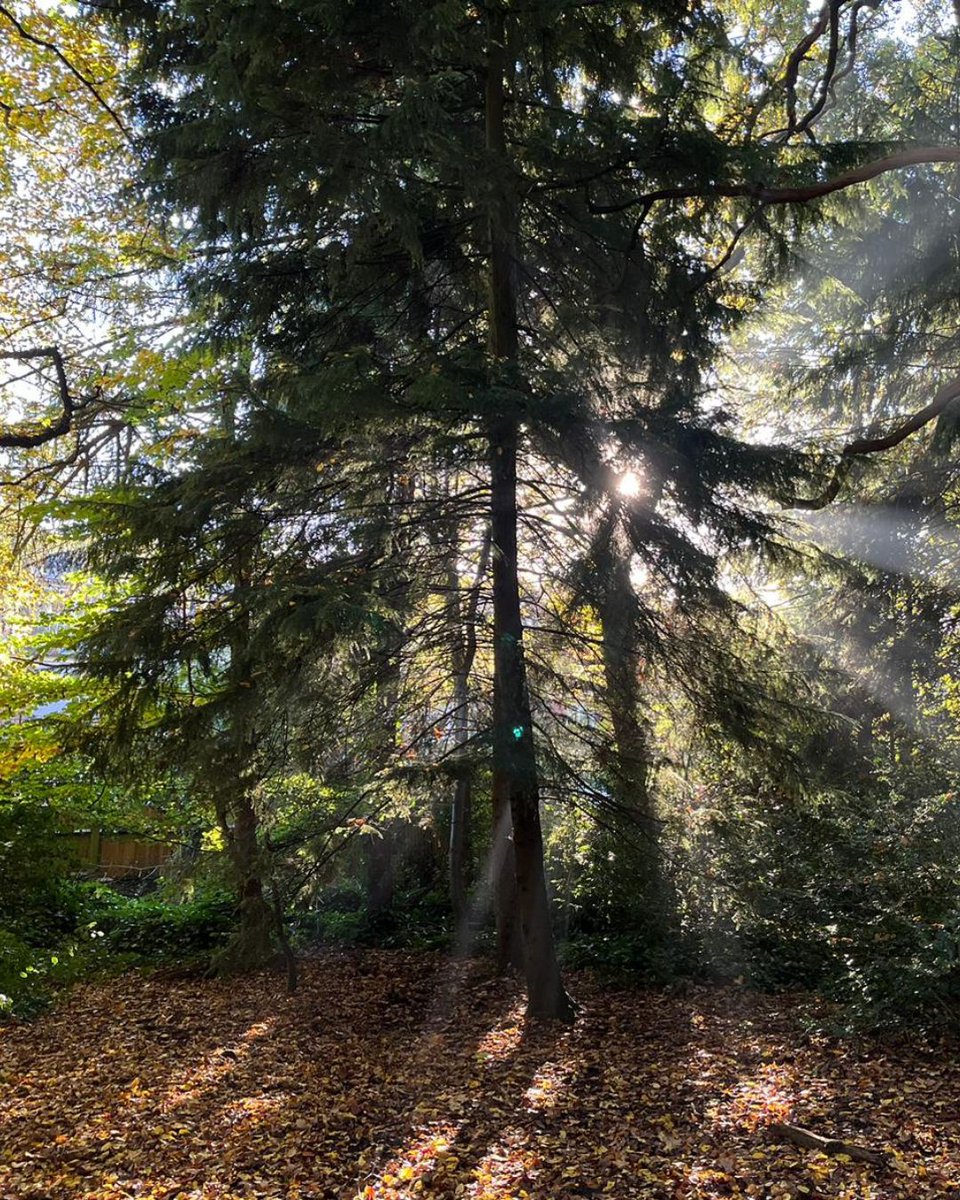 Gorgeous autumnal sunlight light captured in the Wood a couple of weeks ago. 🍁🍂 It won't be long before the leaves fall so if you get the chance to visit soon, grab the opportunity. 

📷 Cindy, Senior Ranger