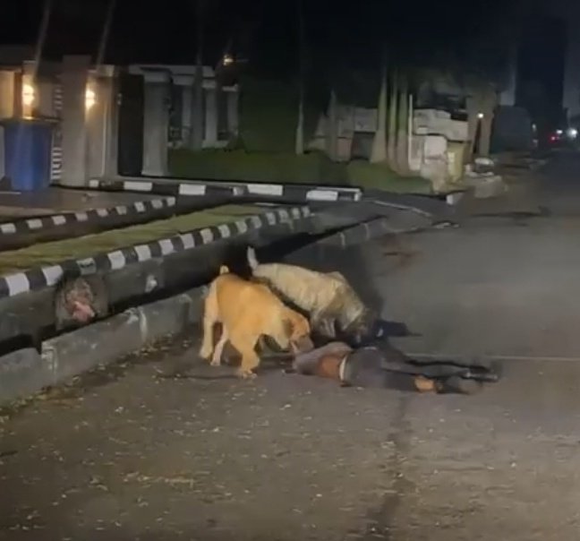 Drweloveu's tweet photo. Yesterday, someone forgot to lock his dogs up, the dogs got out &amp; k!ll€d a security man. 

Full story 👇 https://t.co/4pS6xzPl5i