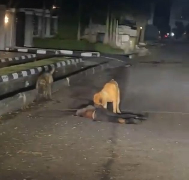 Yesterday, someone forgot to lock his dogs up, the dogs got out &amp; k!ll€d a security man. 

Full story 👇