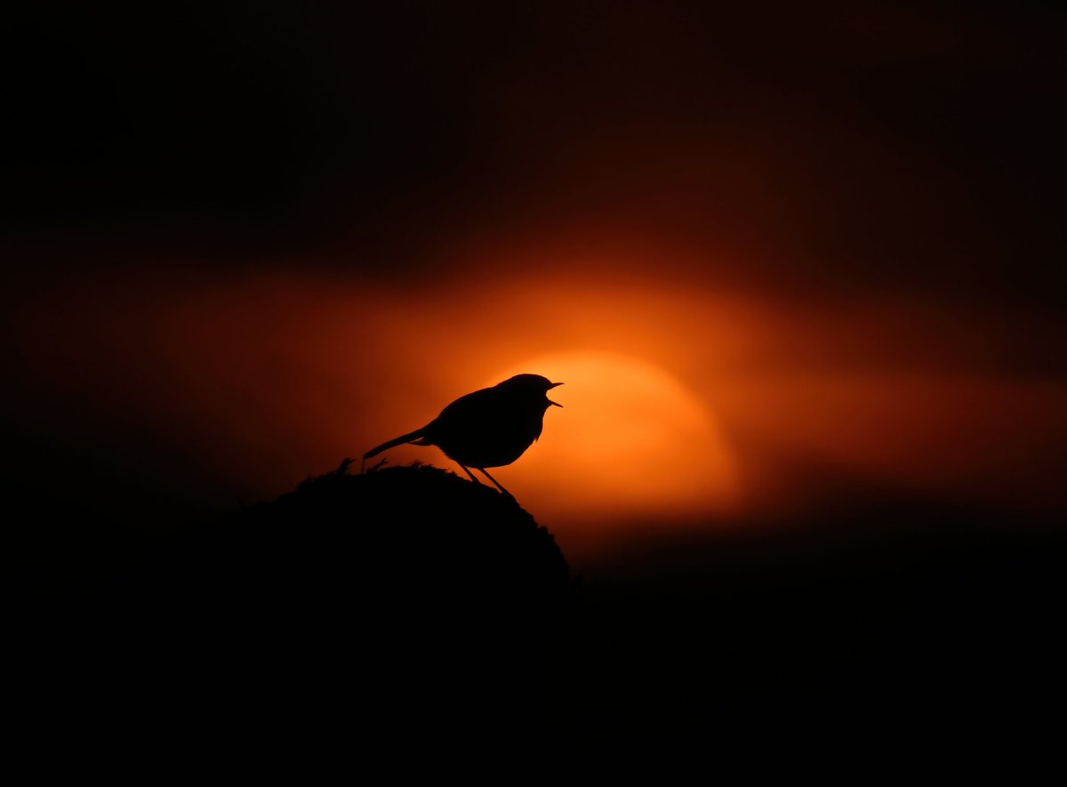 Carl Bovis tweet media