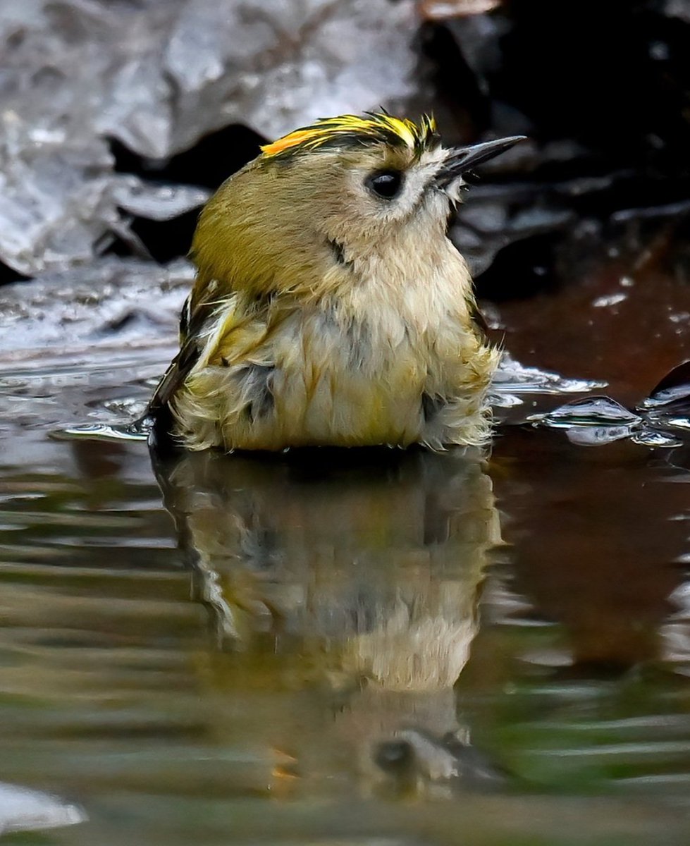 Carl Bovis tweet media