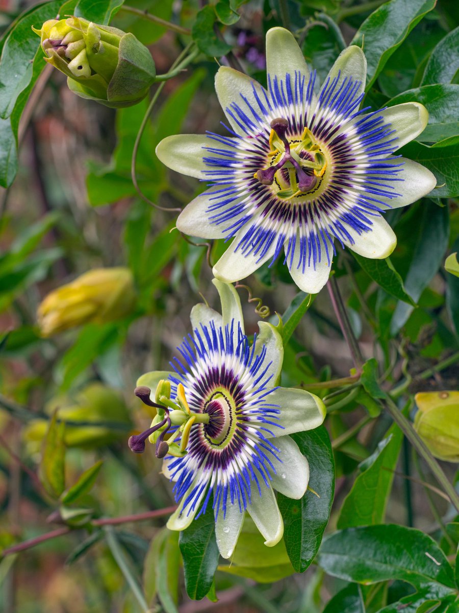 sndra_l's tweet photo. Need help calming your nerves / reducing anxiety? 

In Haiti, the passion flower or fleur de la passion. holds a special place in traditional remedies for its calming and soothing effects. It’s particularly valued for managing anxiety and stress, with Haitian herbalists often turning to this plant when nerves need quieting. One of the most popular ways to use passion flower is in a tea brewed from the leaves. Known for its sedative properties, this tea helps ease tension and soothe the mind, making it an effective remedy for mild anxiety. Beyond tea, some Haitians create relaxing baths infused with passion flower leaves to help unwind and release stress, with the warm water helping muscles relax as well.

Passion flower is also a natural sleep aid. Due to its calming effects, it’s often used to tackle insomnia or support restful sleep, with people drinking a cup of passion flower tea before bed to relax both body and mind. This plant’s soothing nature extends to pain relief as well. In Haitian herbal medicine, a warm passion flower infusion is sometimes used to relieve headaches or ease general aches, with its mild analgesic properties offering comfort without harsh side effects.

Beyond relaxation, passion flower is used for digestive health too. Since stress can impact digestion, a cup of passion flower tea is often consumed after meals to settle the stomach and ease any digestive discomfort that anxiety might cause. For those dealing with mild hypertension, passion flower is sometimes turned to as a natural way to lower blood pressure, especially when stress plays a role in elevating it.

Passion flower’s benefits even extend to the skin, where its anti-inflammatory and antioxidant properties make it a gentle healer. In Haiti, the leaves or flowers might be steeped in oil to create a natural remedy for irritated skin. Applied directly, it can soothe minor burns or reduce redness and itching from insect bites.

Whether calming the mind, supporting sleep, relieving pain, or nurturing the skin, passion flower has a deeply rooted place in Haitian traditions, valued for its ability to restore balance and promote peace in body and soul.