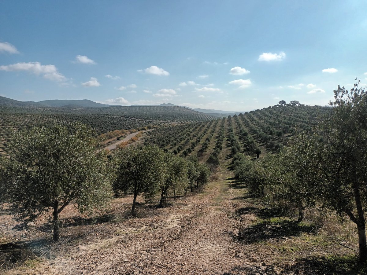 Laboratorio de Erosión-Soil Erosion Lab (@erosionlab_ias) on Twitter photo Tiempo de siembra de cubiertas para retener agua y vida en el suelo ❤️🩹
Poco a poco, este suelo tan degradado se está recuperando 💪
#cienciaparalaagricultura
#teamwork
<a href="/Project_TUdi/">TUdi Project</a> Tiempo de siembra de cubiertas para retener agua y vida en el suelo ❤️🩹
Poco a poco, este suelo tan degradado se está recuperando 💪
#cienciaparalaagricultura
#teamwork
<a href="/Project_TUdi/">TUdi Project</a>