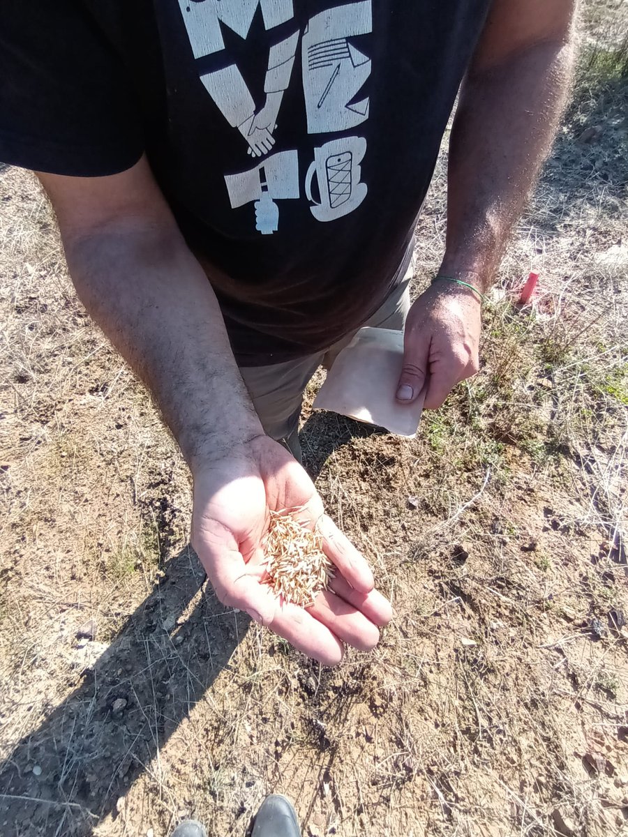 erosionlab_ias's tweet photo. Tiempo de siembra de cubiertas para retener agua y vida en el suelo ❤️‍🩹
Poco a poco, este suelo tan degradado se está recuperando 💪
#cienciaparalaagricultura
#teamwork
@Project_TUdi https://t.co/tucTE8KVxR