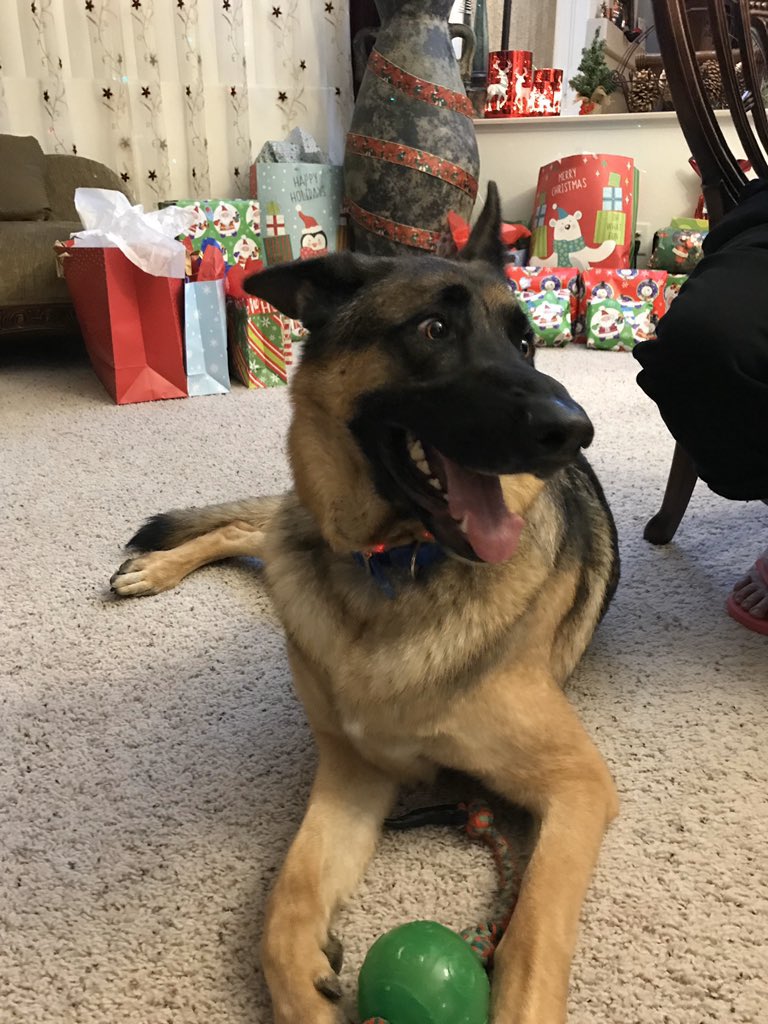 judayyy's tweet photo. i’ll miss you rocky! he was the goodest boy. 🥺 https://t.co/sVhaCGnN1N