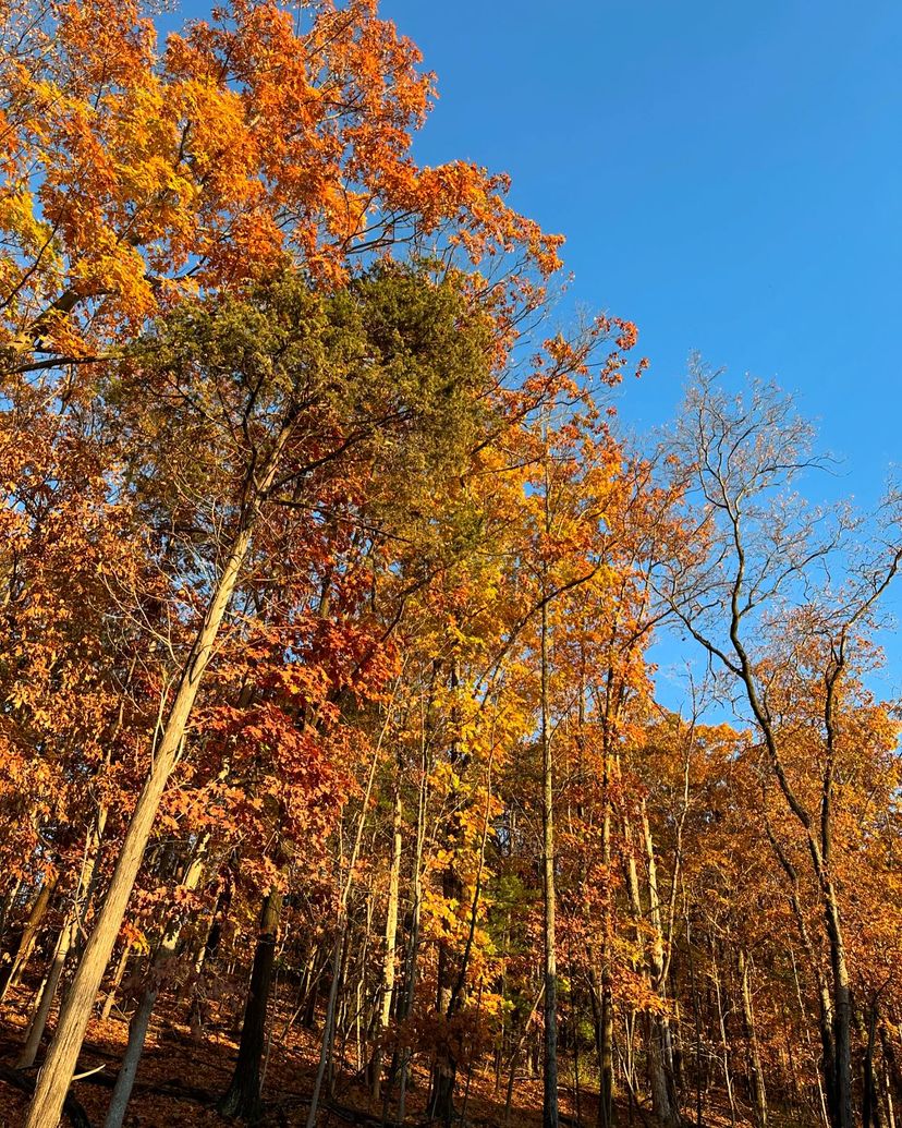 Embracing the beauty of colorful leaves and frosty mornings! 

We want to see your autumn adventures—tag us in your photos for a chance to be featured on our page. 🍂

📷: @Fieldsconstructionint