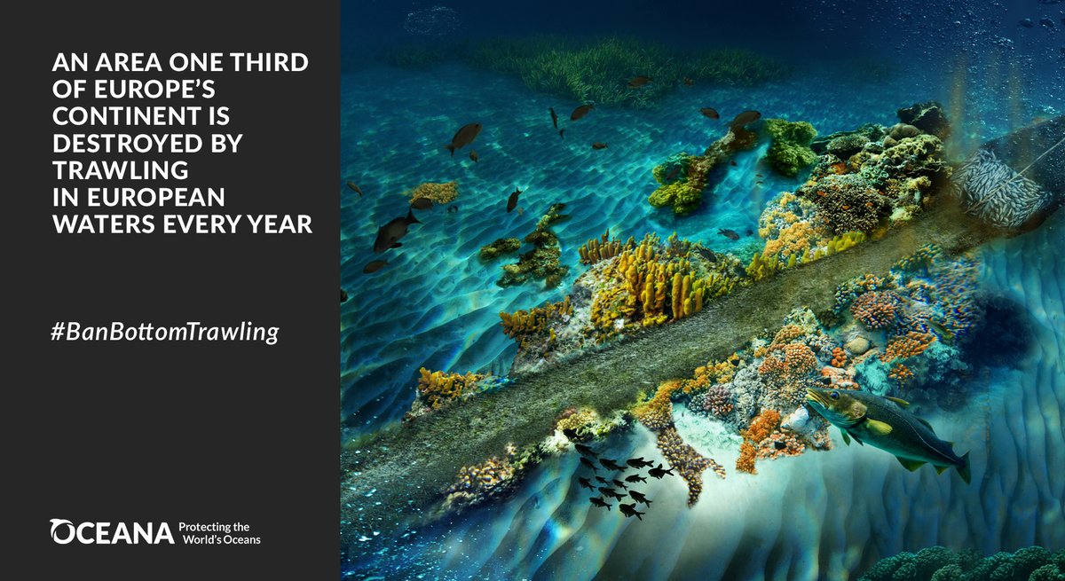 Vera Coelho (@verampcoelho) on Twitter photo Commissioner-designate <a href="/CostasKadis/">Costas Kadis</a> has thus far evaded answering questions related to the issue of #bottomtrawling in protected areas. How will this reflect on his statements regarding implementation of existing EU law & policy? #HabitatsDirective #EUBiodiversityStrategy #UNOC3 Commissioner-designate <a href="/CostasKadis/">Costas Kadis</a> has thus far evaded answering questions related to the issue of #bottomtrawling in protected areas. How will this reflect on his statements regarding implementation of existing EU law & policy? #HabitatsDirective #EUBiodiversityStrategy #UNOC3