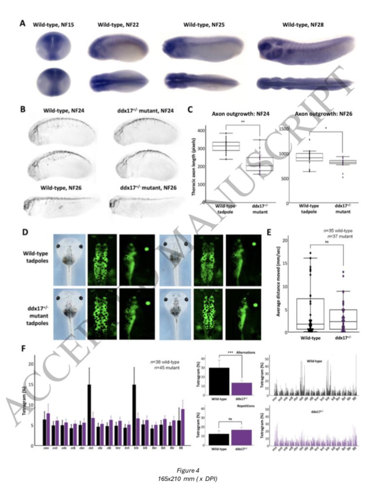 elfridedebaere's tweet photo. #ASHG24 Eleanor Seaby highlighted Xenopus tropicalis as useful animal model for investigating mechanisms of DDX17-associated neurodevelopmental disease but also of other rare diseases.
Further reading: PMID: 39405200
https://t.co/qHeedHLowI
#xenopus #rarediseases https://t.co/T3SOjtKT5r