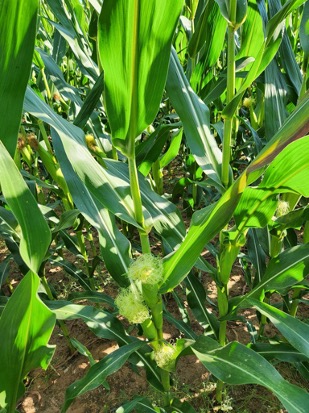 I See Dead Plants Podcast (@isdppodcast) on Twitter photo Worried about corn stunt? Check out part 1 of my latest podcast with <a href="/MahDuffeck/">Maíra Duffeck 🌾🍄🦠🔎🔬💻📊👩🔬👩🏼💻</a> and <a href="/ashmfaris/">Ashleigh Faris</a> to learn more about this re-emerging disease:
sites.libsyn.com/416264/s3e38-a…
<a href="/CropNetwork/">Crop Protection Network</a> <a href="/ncipmc/">North Central IPM Center</a> <a href="/okstate_ag/">Oklahoma State University Extension</a> <a href="/KStateAgron/">K-State Agronomy</a> <a href="/KStateRE/">K-State Research and Extension</a> <a href="/rodrigobonofre/">Rodrigo Onofre</a> <a href="/MizzouIPM/">Mizzou IPM</a> <a href="/MandyBish1/">Mandy Bish</a> <a href="/UNLExtension/">Nebraska Extension</a> Worried about corn stunt? Check out part 1 of my latest podcast with <a href="/MahDuffeck/">Maíra Duffeck 🌾🍄🦠🔎🔬💻📊👩🔬👩🏼💻</a> and <a href="/ashmfaris/">Ashleigh Faris</a> to learn more about this re-emerging disease:
sites.libsyn.com/416264/s3e38-a…
<a href="/CropNetwork/">Crop Protection Network</a> <a href="/ncipmc/">North Central IPM Center</a> <a href="/okstate_ag/">Oklahoma State University Extension</a> <a href="/KStateAgron/">K-State Agronomy</a> <a href="/KStateRE/">K-State Research and Extension</a> <a href="/rodrigobonofre/">Rodrigo Onofre</a> <a href="/MizzouIPM/">Mizzou IPM</a> <a href="/MandyBish1/">Mandy Bish</a> <a href="/UNLExtension/">Nebraska Extension</a>