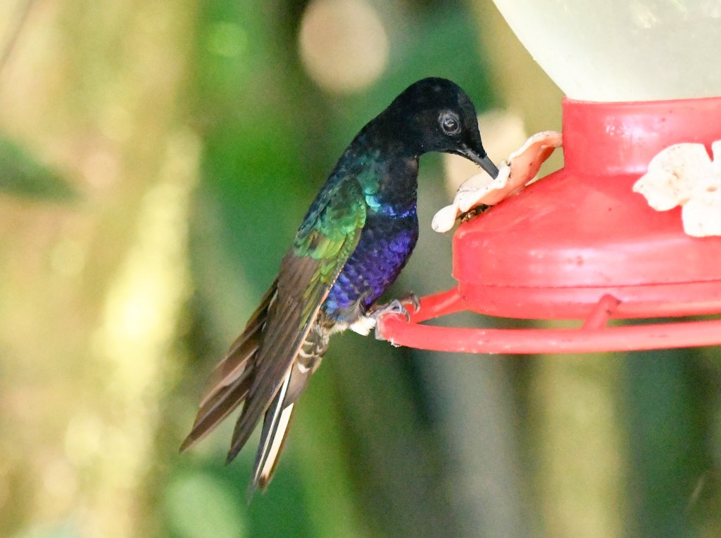 marcmcflurry's tweet photo. Velvet-purple Coronet, Fawn-breasted Brilliant, Booted Racket-tail and Brown Inca #Ecuador #BirdsSeenIn2024 https://t.co/YoafWQS85j