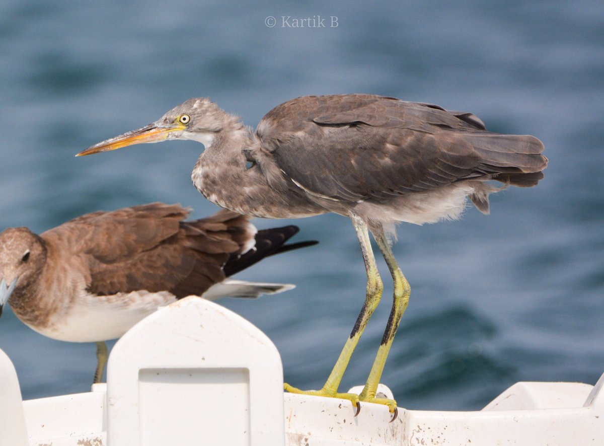 Woodpecker_cent's tweet photo. Western Reef-Heron (Egretta gularis sub sp schistacea) for #waderwednesday.
Ras Al Hadd, Oman - Aug 2024.
#IndiAves #ThePhotoHour #natgeoyourshot #channel169 #BirdsSeenIn2024 #birdsinhabitat #biodiversity #birdsofoman #pelagicbirding #NikonCreators #niffeature #discoverearth https://t.co/aQqMN6GWkc