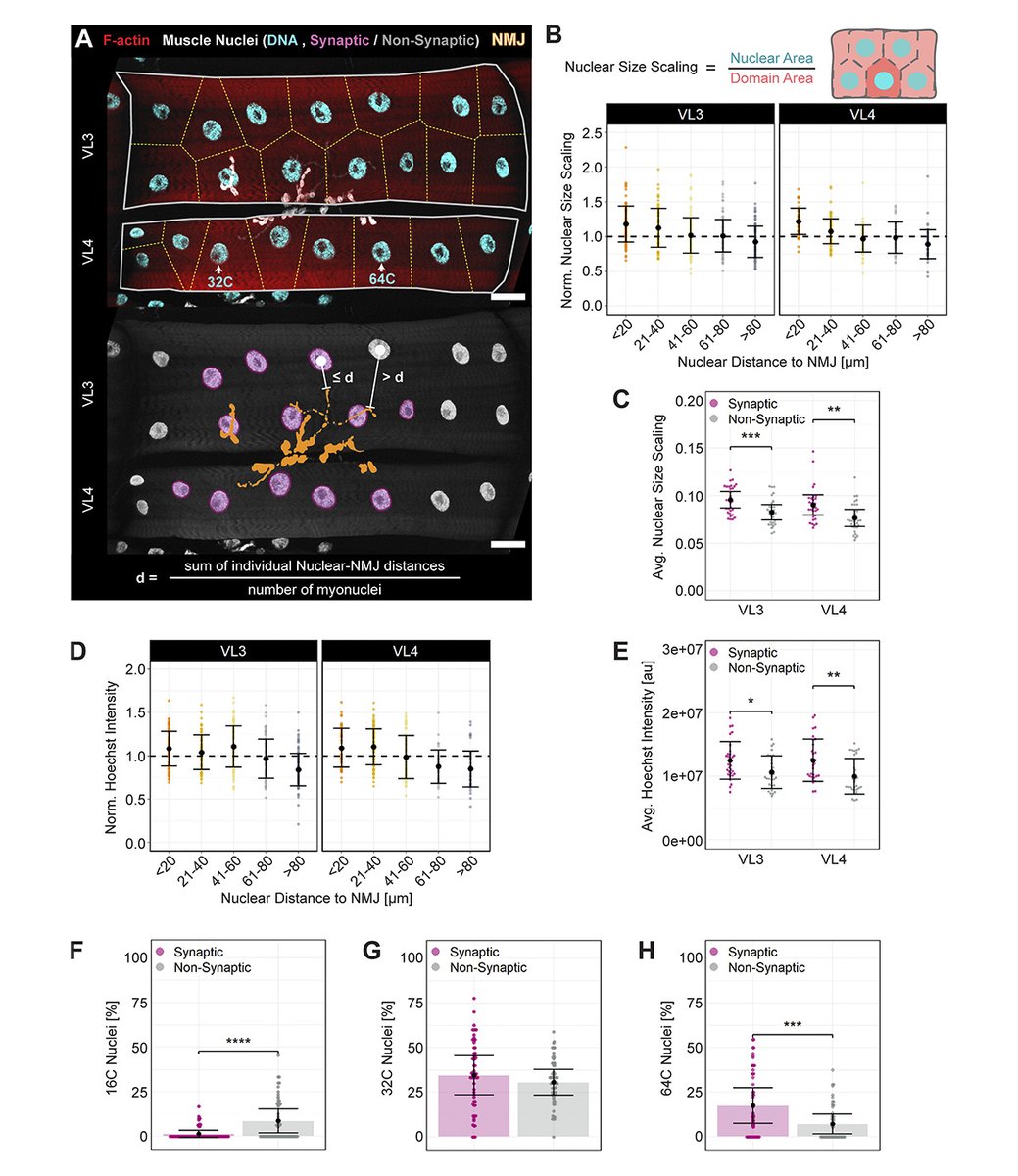 Journal of Cell Biology (@jcellbiol) on Twitter photo Postsynaptic BMP signaling regulates myonuclear properties in #Drosophila larval muscles, say Victoria von Saucken, Mary Baylies <a href="/BayliesLab/">Mary Baylies</a> and colleagues @TriIMDPhD <a href="/MSKCancerCenter/">Memorial Sloan Kettering Cancer Center</a>: hubs.la/Q02Wj4kw0
#Neuroscience #Organelles #Development #CellSignaling Postsynaptic BMP signaling regulates myonuclear properties in #Drosophila larval muscles, say Victoria von Saucken, Mary Baylies <a href="/BayliesLab/">Mary Baylies</a> and colleagues @TriIMDPhD <a href="/MSKCancerCenter/">Memorial Sloan Kettering Cancer Center</a>: hubs.la/Q02Wj4kw0
#Neuroscience #Organelles #Development #CellSignaling