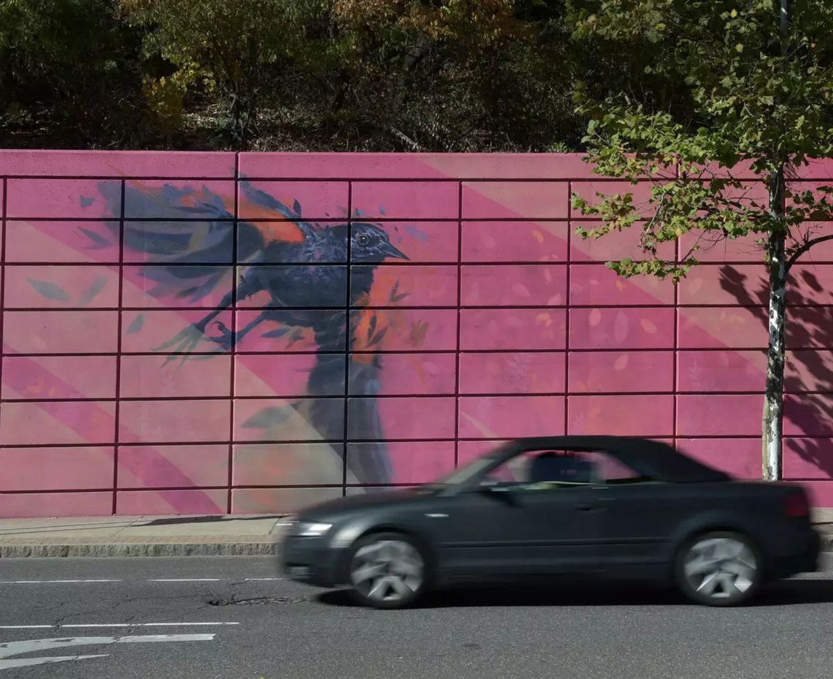 Meet the CT artists behind a new 900-foot mural in Norwalk featuring cardinals, rabbits, jellyfish, whales, oysters, seals, and more. 🐦🐰🪼🐳 #Mural #PublicArt #Community
bit.ly/4hMSx3A
