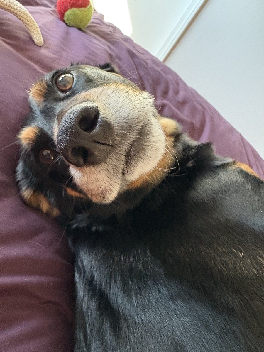 JackBell's tweet image. I'm glad I have a support animal today.