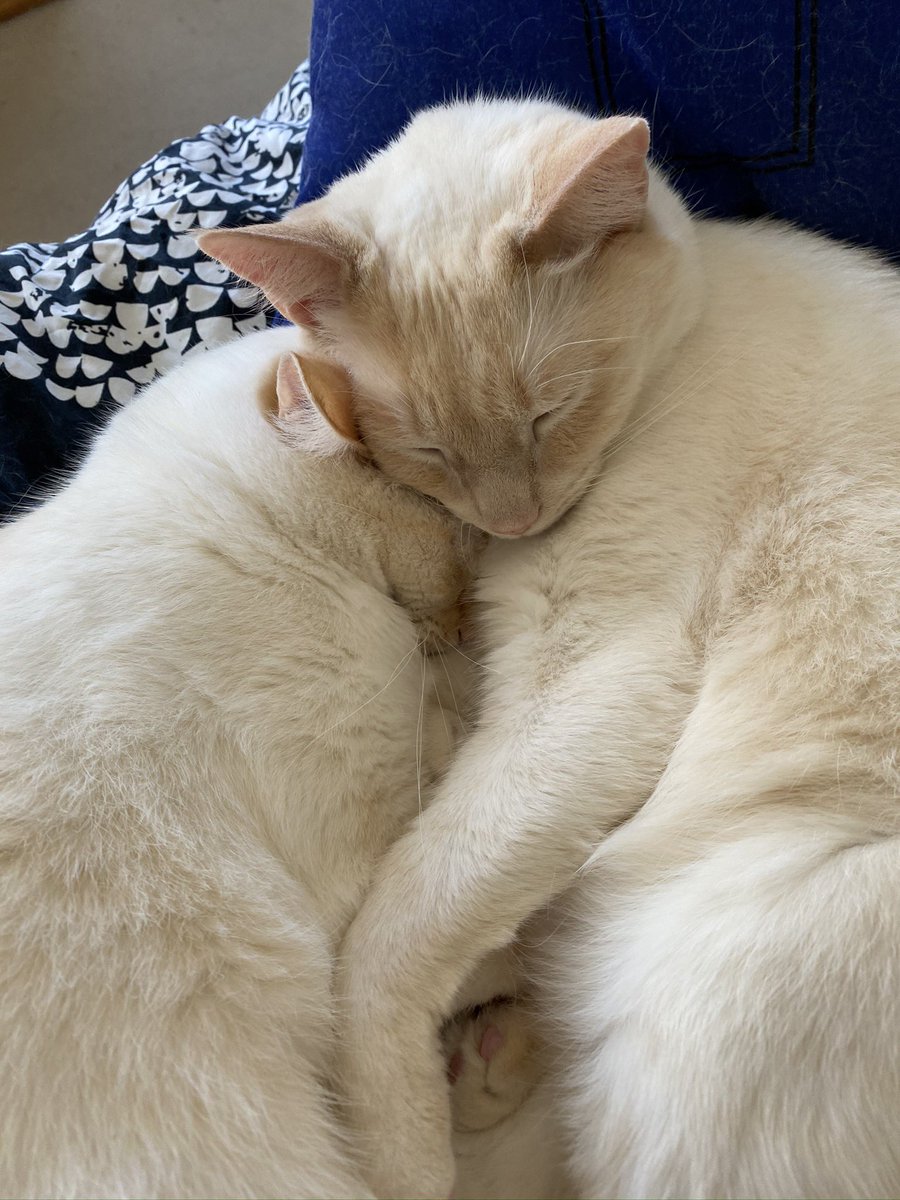 skatesteed's tweet photo. @Brocklesnitch It’s Trent and Thomas’ birthday too, but they’ve grudgingly agreed to share it… https://t.co/AMxE5MvqX0