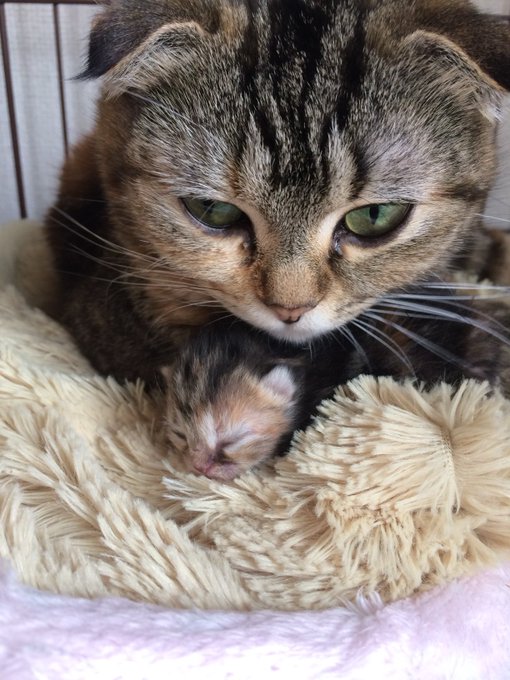 病院で生年月日書く書類があって写真の日付確認したら、監督うまれてもう5年半とか早いなヾ(:3ノシヾ)ノシ 