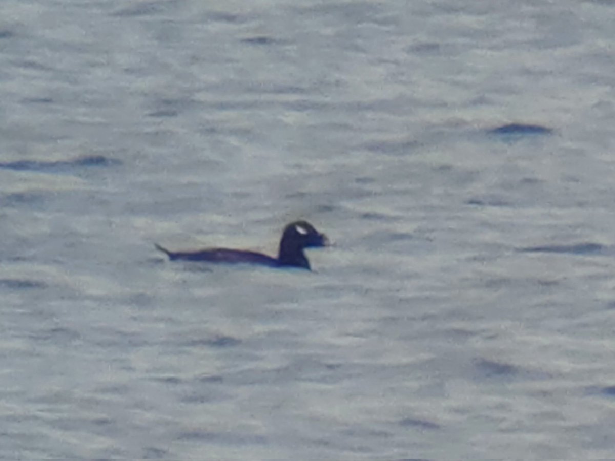Tom Lowe (@saloplarus) on Twitter photo With hundreds of scoter and Eider miles out in Gosford Bay, it was good of the White-winged Scoter to be in one of the closer groups this pm. Also 1 drake Surfer, 3 RNGs & 30+ Slavs but no Stejneger's, sadly <a href="/birdinglothian/">Birding Lothian</a> <a href="/RareBirdAlertUK/">RareBirdAlertUK</a> With hundreds of scoter and Eider miles out in Gosford Bay, it was good of the White-winged Scoter to be in one of the closer groups this pm. Also 1 drake Surfer, 3 RNGs & 30+ Slavs but no Stejneger's, sadly <a href="/birdinglothian/">Birding Lothian</a> <a href="/RareBirdAlertUK/">RareBirdAlertUK</a>