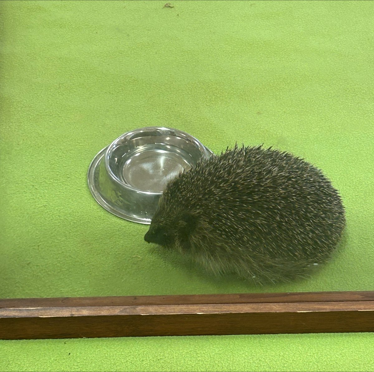 Reception were visited by Henry and Harry the hedgehogs! Graham Bowring from Saint Francis Animal Care Hedgehog Rescue Centre led the session, teaching the children all about the life a hedgehog. 
Thank you to Graham for letting us meet Henry and Harry 🦔