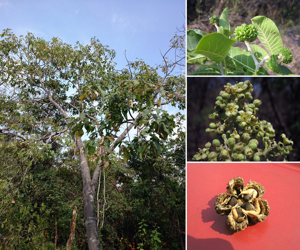 GlobalTreeAssessment (@gta_gtsg) on Twitter photo <a href="/GTA_GTSG/">GlobalTreeAssessment</a> worked with assessors in Mexico to evaluate endemic and near endemic tree species for the <a href="/IUCNRedList/">IUCN Red List</a>, finding nearly 60% of those assessed are threatened. Information on conservation actions for over 260 tree species has been added to the Conservation Action Tracker. <a href="/GTA_GTSG/">GlobalTreeAssessment</a> worked with assessors in Mexico to evaluate endemic and near endemic tree species for the <a href="/IUCNRedList/">IUCN Red List</a>, finding nearly 60% of those assessed are threatened. Information on conservation actions for over 260 tree species has been added to the Conservation Action Tracker.