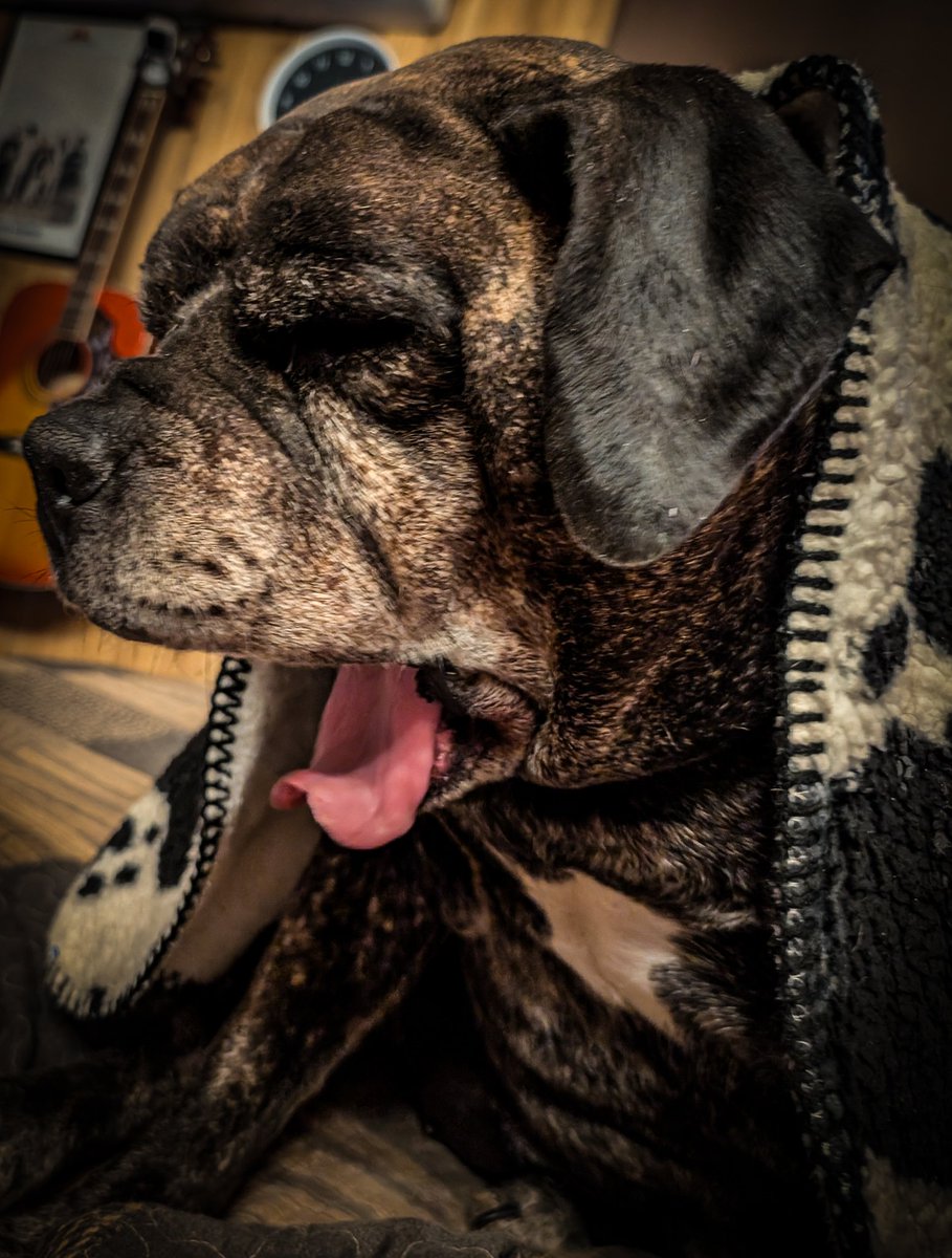 Kamala Harris will deliver her concession speech around 6 PM. 
LuLu is not impressed. She doesn't like NeoConLiberal humans