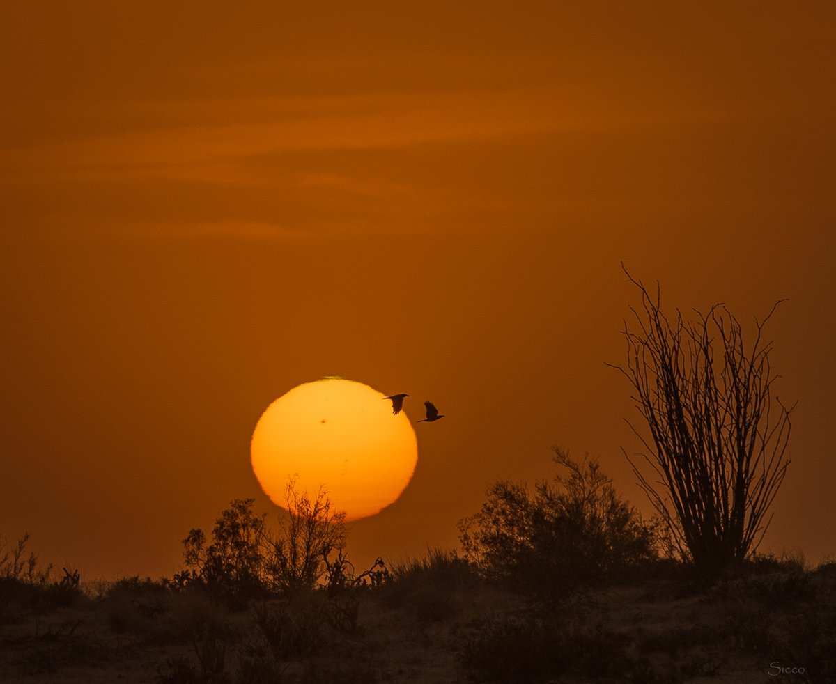 AnzaBResearch's tweet photo. Wind blown dust in the desert created this beautiful sunrise (Photo: Sicco Rood). https://t.co/tinQ75NYbY