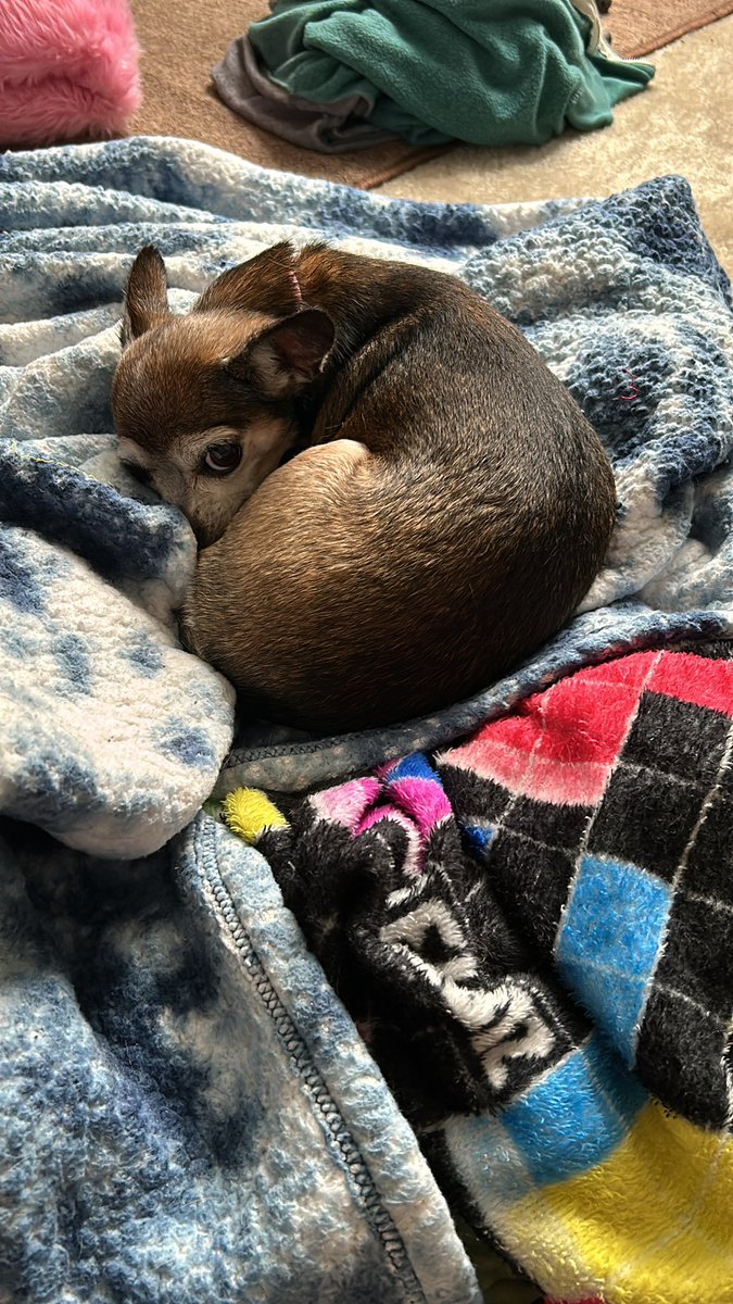 FLAMOCTAPUS's tweet image. Quick timeline cleanse: I’ve had Seichu for 2 years as of yesterday. She’s pretty great, happy to have her around.