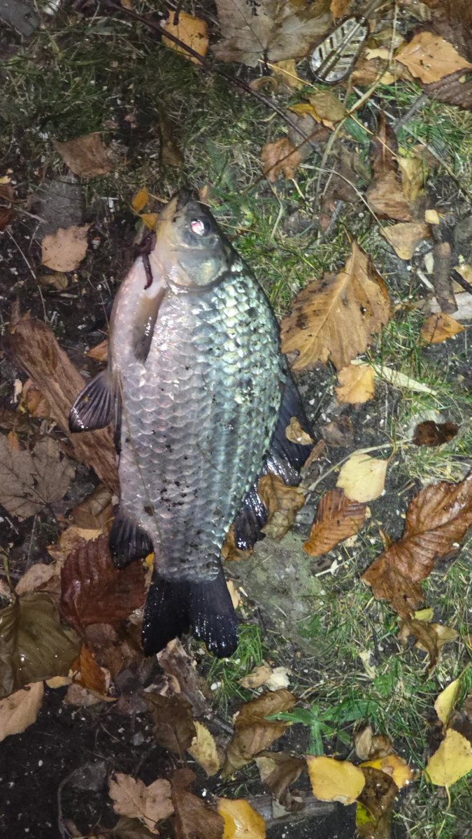 夜釣りの楽しみ、魚がエサをくわえる瞬間は本当に興奮します😆