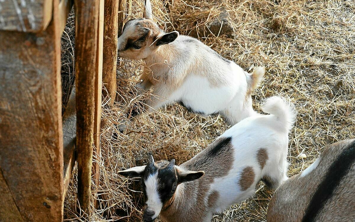 Le Mensuel de Rennes tweet media