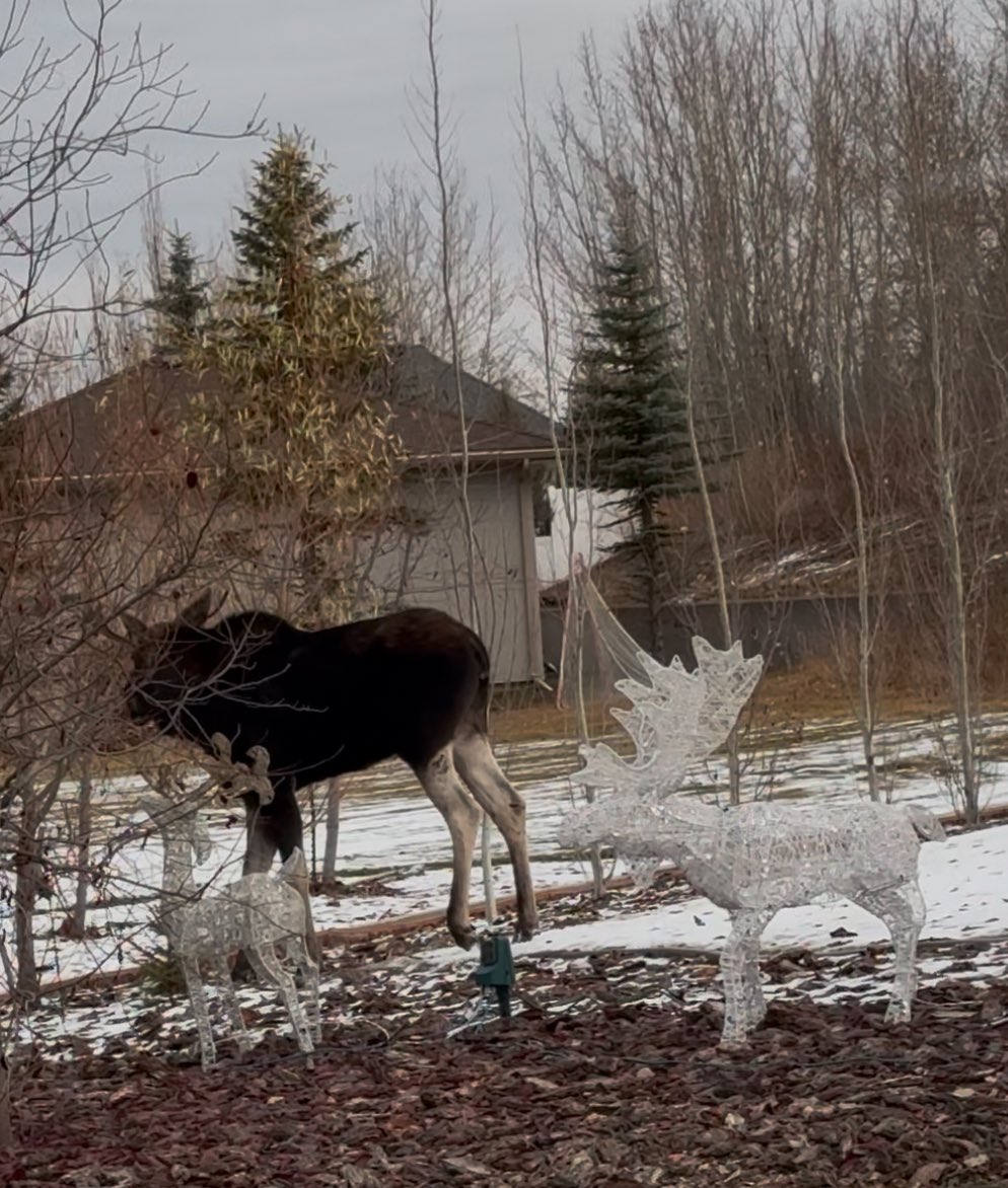 Looks like my neighbour’s moose decoy is working.