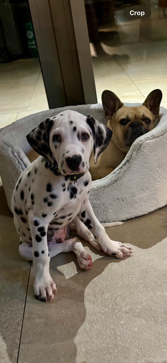 Our Donald (The Trumper) looking very happy with himself today #Trump