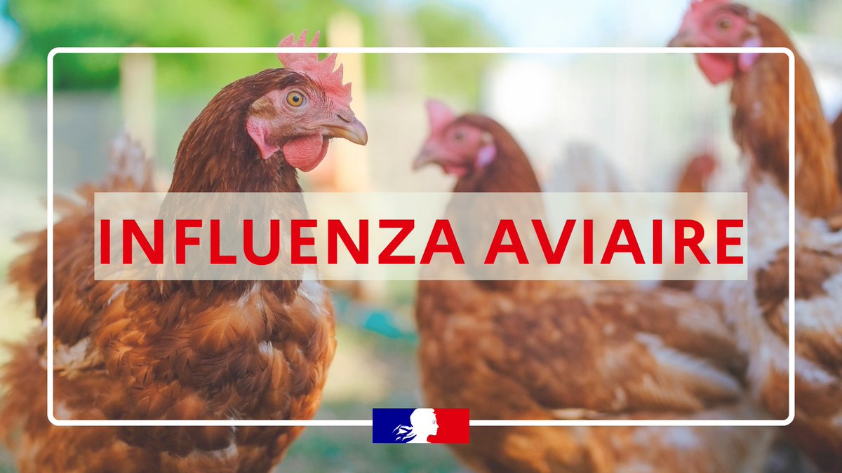 Prefet53's tweet photo. #IAHP La France 🇫🇷 place son territoire en niveau de risque "élevé" (niveau maximum de risque épizootique) vis-à-vis de l’#InfluenzaAviaire hautement pathogène.
🐦🐦‍⬛🐥🦃🐓
⚠️ Les mesures de prévention sont renforcées pour protéger les élevages avicoles et les basses-cours.
Pour en savoir plus 👉 https://t.co/rcrCyOHOKg