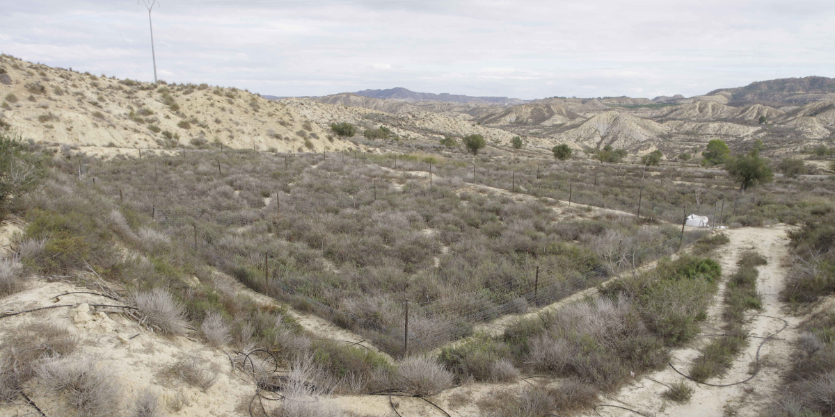 Oikos_Journal's tweet photo. Species diversity promotes facilitation under stressful conditions
https://t.co/QF7HewJeT3

📷Field site showing extreme conditions
© Alexandre Génin

@NordicOikos @WileyEcolEvol #plantinteractions #facilitation #dryland #biodiversity #functionaltraits #ecosystemfunctioning https://t.co/JthS50OCPo