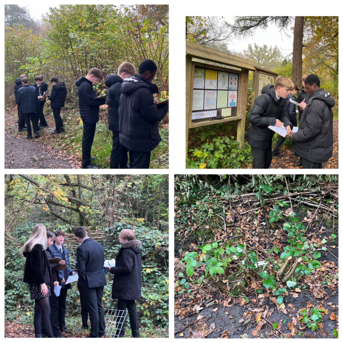 Year 10 Geographers are heading into the local woodlands this week to see how humans impact the ecosystem and woodland management in action. #fieldwork #coppicing